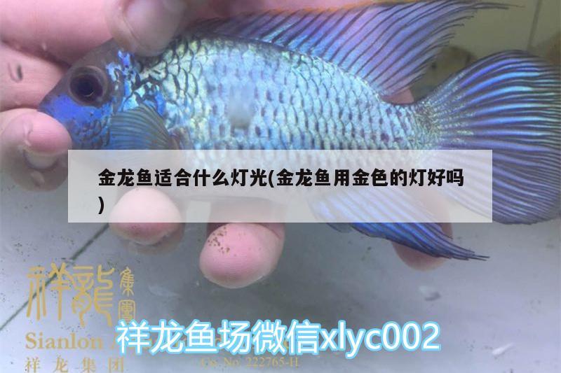 金龍魚適合什么燈光(金龍魚用金色的燈好嗎) 硝化細(xì)菌