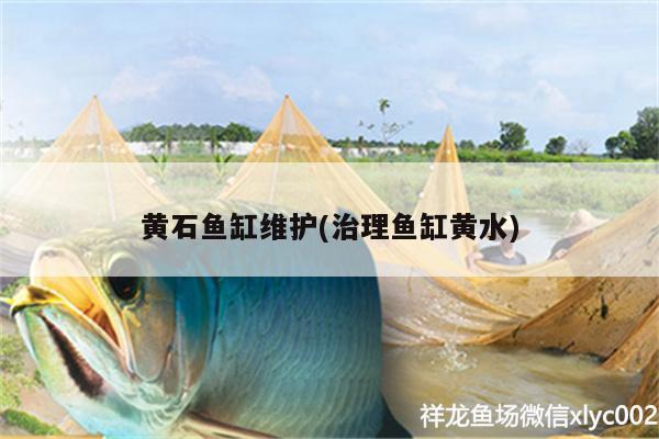 黃石魚缸維護(hù)(治理魚缸黃水)