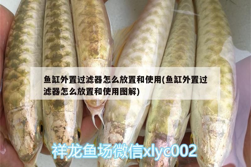 魚(yú)缸外置過(guò)濾器怎么放置和使用(魚(yú)缸外置過(guò)濾器怎么放置和使用圖解)