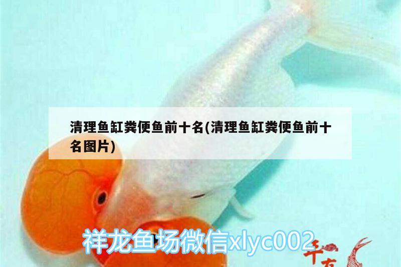 清理魚缸糞便魚前十名(清理魚缸糞便魚前十名圖片) 暹羅巨鯉