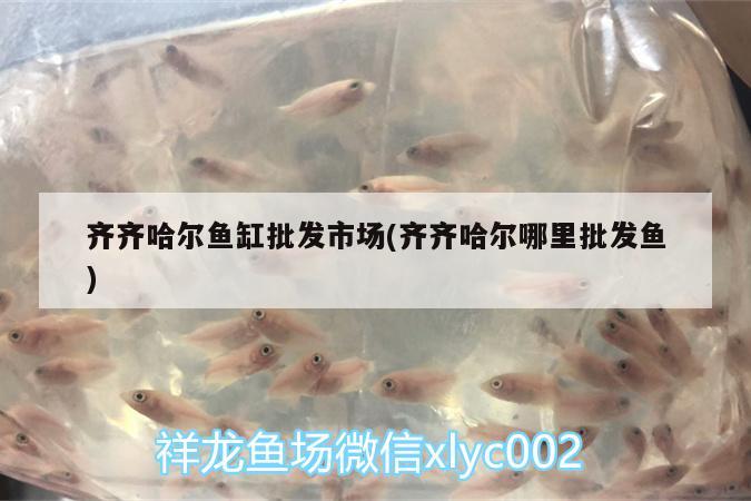 齊齊哈爾魚(yú)缸批發(fā)市場(chǎng)(齊齊哈爾哪里批發(fā)魚(yú))