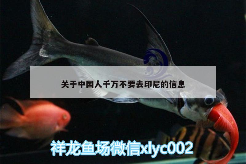 關(guān)于中國人千萬不要去印尼的信息 細(xì)線銀版魚