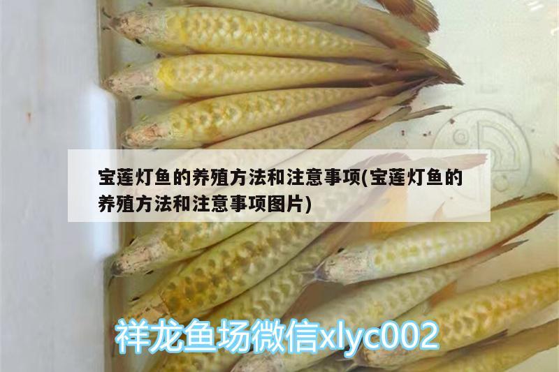 寶蓮燈魚的養(yǎng)殖方法和注意事項(xiàng)(寶蓮燈魚的養(yǎng)殖方法和注意事項(xiàng)圖片)