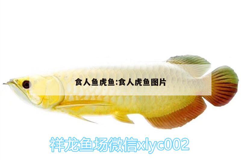 食人魚虎魚:食人虎魚圖片 食人魚（水虎）