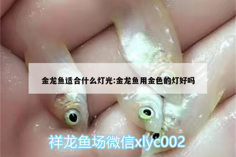 金龍魚適合什么燈光:金龍魚用金色的燈好嗎