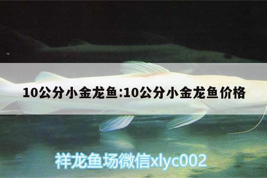 10公分小金龍魚:10公分小金龍魚價格 祥龍超血紅龍魚