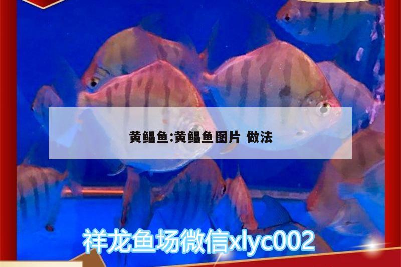 黃鯧魚:黃鯧魚圖片做法