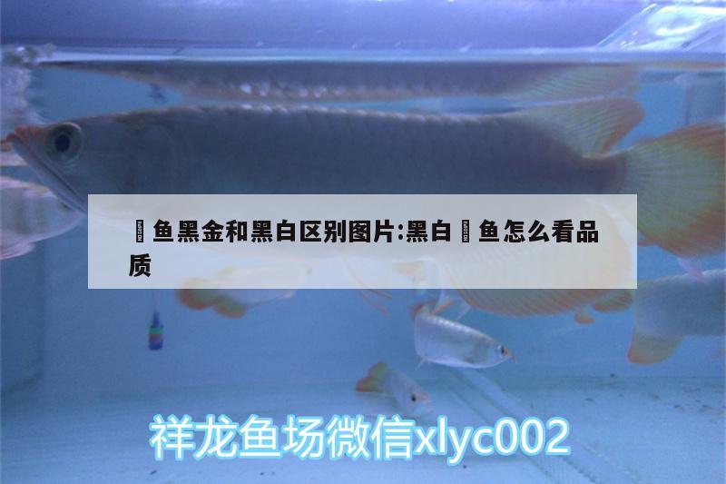 魟魚(yú)黑金和黑白區(qū)別圖片:黑白魟魚(yú)怎么看品質(zhì)