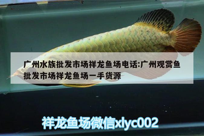 廣州水族批發(fā)市場祥龍魚場電話:廣州觀賞魚批發(fā)市場祥龍魚場一手貨源