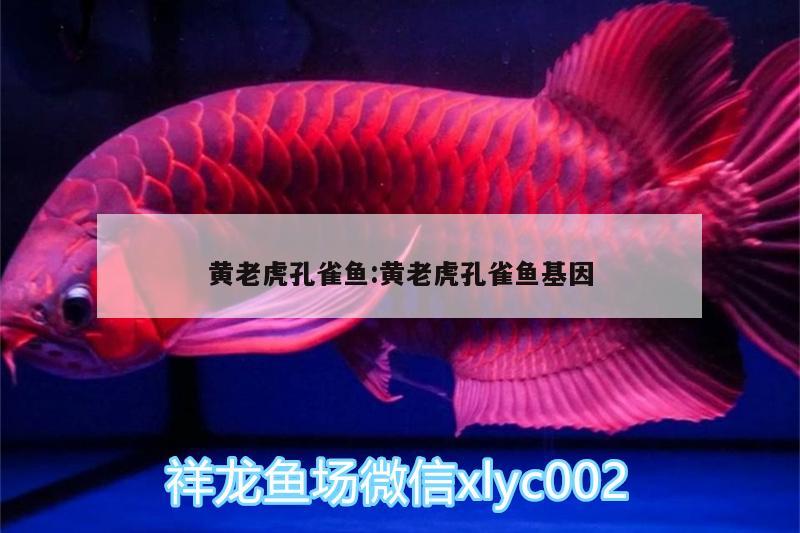 黃老虎孔雀魚:黃老虎孔雀魚基因 白子金龍魚