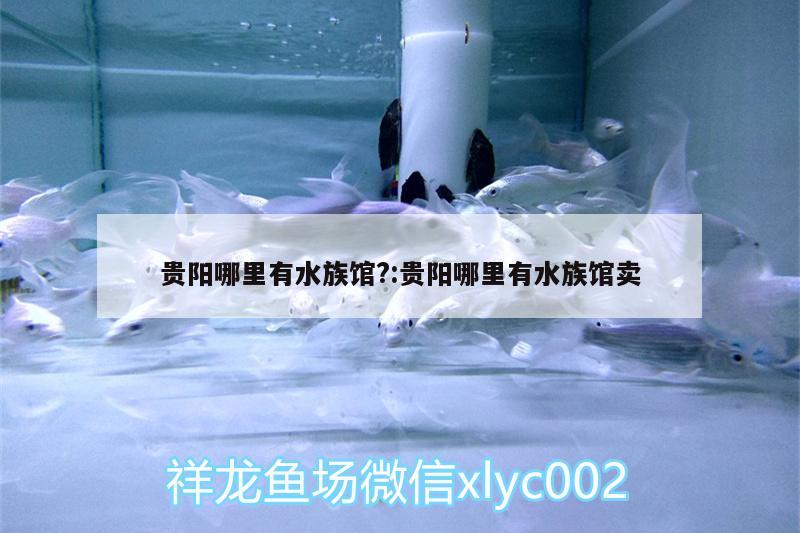 貴陽哪里有水族館?:貴陽哪里有水族館賣 一眉道人魚苗