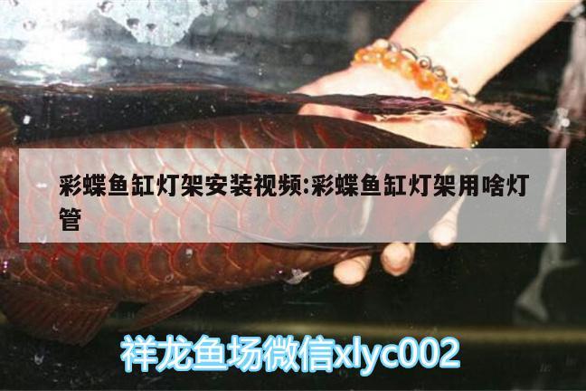 彩蝶魚缸燈架安裝視頻:彩蝶魚缸燈架用啥燈管 紅老虎魚