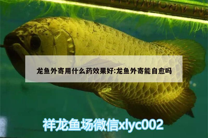 龍魚外寄用什么藥效果好:龍魚外寄能自愈嗎 紅龍專用魚糧飼料