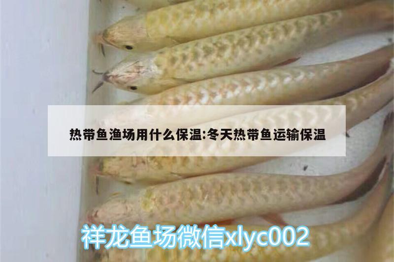 熱帶魚漁場(chǎng)用什么保溫:冬天熱帶魚運(yùn)輸保溫 紅龍專用魚糧飼料