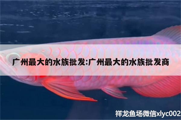 廣州最大的水族批發(fā):廣州最大的水族批發(fā)商