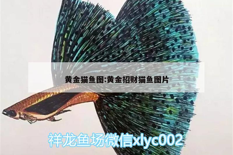 黃金貓魚圖:黃金招財貓魚圖片