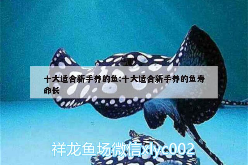 十大適合新手養(yǎng)的魚:十大適合新手養(yǎng)的魚壽命長(zhǎng)