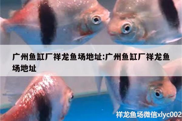 廣州魚缸廠祥龍魚場地址:廣州魚缸廠祥龍魚場地址