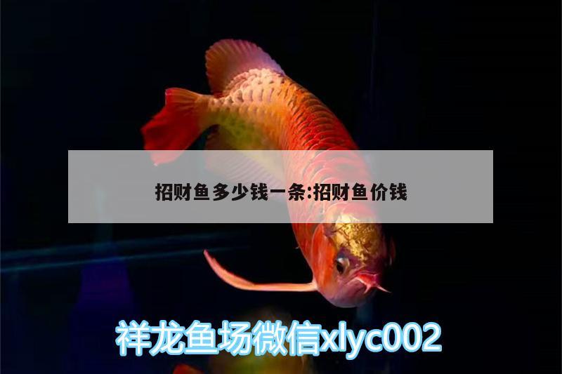 招財(cái)魚多少錢一條:招財(cái)魚價(jià)錢