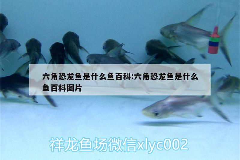 六角恐龍魚是什么魚百科:六角恐龍魚是什么魚百科圖片