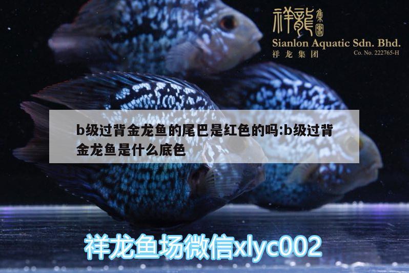 b級(jí)過(guò)背金龍魚的尾巴是紅色的嗎:b級(jí)過(guò)背金龍魚是什么底色