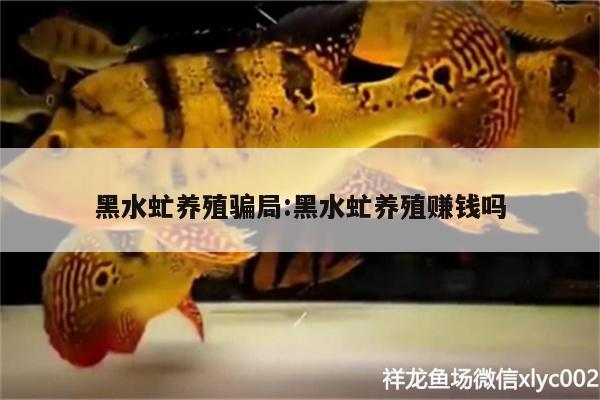 黑水虻養(yǎng)殖騙局:黑水虻養(yǎng)殖賺錢嗎 三色錦鯉魚(yú)