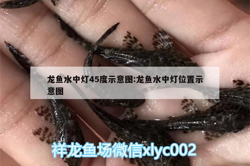 龍魚水中燈45度示意圖:龍魚水中燈位置示意圖