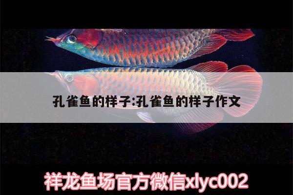 孔雀魚的樣子:孔雀魚的樣子作文 金龍魚百科