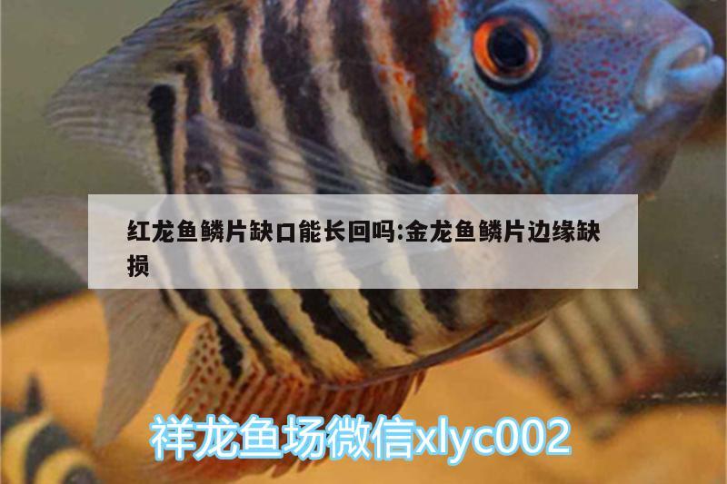 紅龍魚鱗片缺口能長回嗎:金龍魚鱗片邊緣缺損