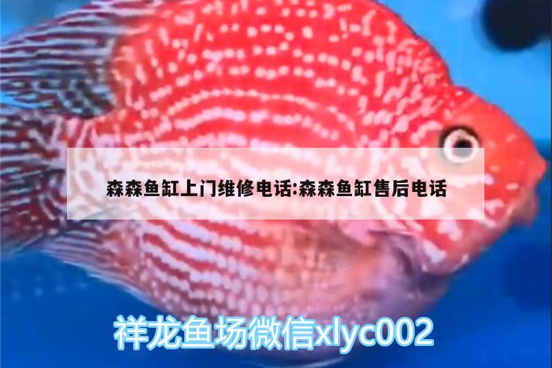 森森魚缸上門維修電話:森森魚缸售后電話 黃鰭鯧魚