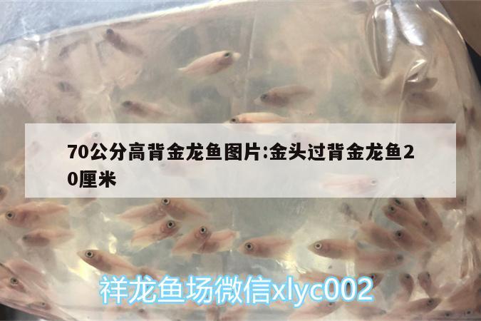 70公分高背金龍魚圖片:金頭過背金龍魚20厘米