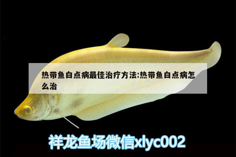 熱帶魚(yú)白點(diǎn)病最佳治療方法:熱帶魚(yú)白點(diǎn)病怎么治 羅漢魚(yú)批發(fā)