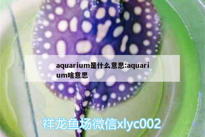 aquarium是什么意思:aquarium啥意思 紅眼黃化幽靈火箭魚|皇家火箭魚