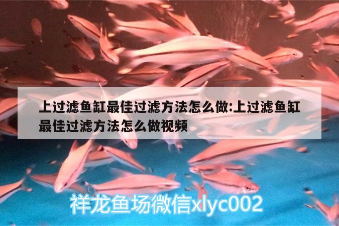 上過濾魚缸最佳過濾方法怎么做:上過濾魚缸最佳過濾方法怎么做視頻 帝王迷宮魚