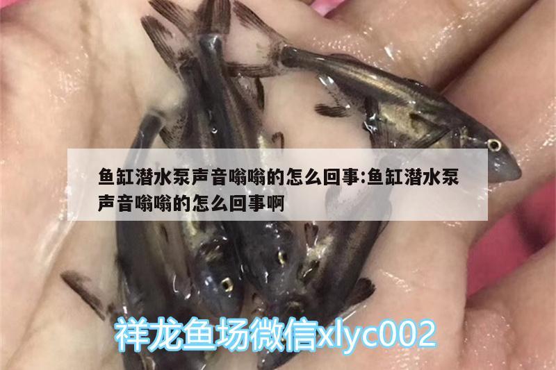 魚(yú)缸潛水泵聲音嗡嗡的怎么回事:魚(yú)缸潛水泵聲音嗡嗡的怎么回事啊 斑馬鴨嘴魚(yú)