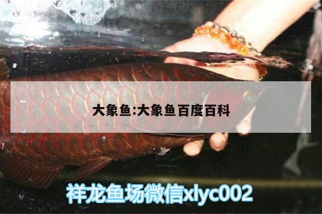 大象魚:大象魚百度百科