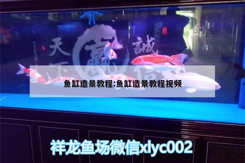 魚缸造景教程:魚缸造景教程視頻 南美異形觀賞魚