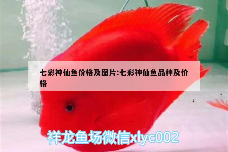 七彩神仙魚價(jià)格及圖片:七彩神仙魚品種及價(jià)格 七彩神仙魚