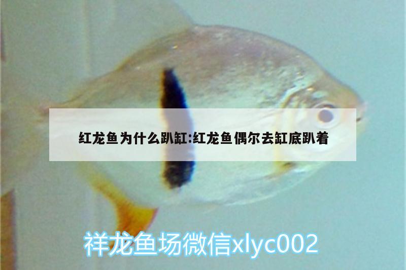 紅龍魚為什么趴缸:紅龍魚偶爾去缸底趴著 南美異型魚