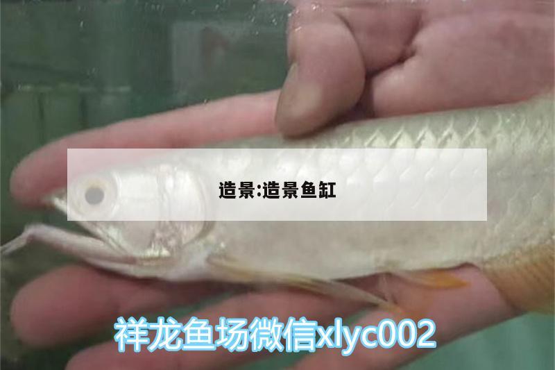 造景:造景魚缸 狗仔招財貓魚