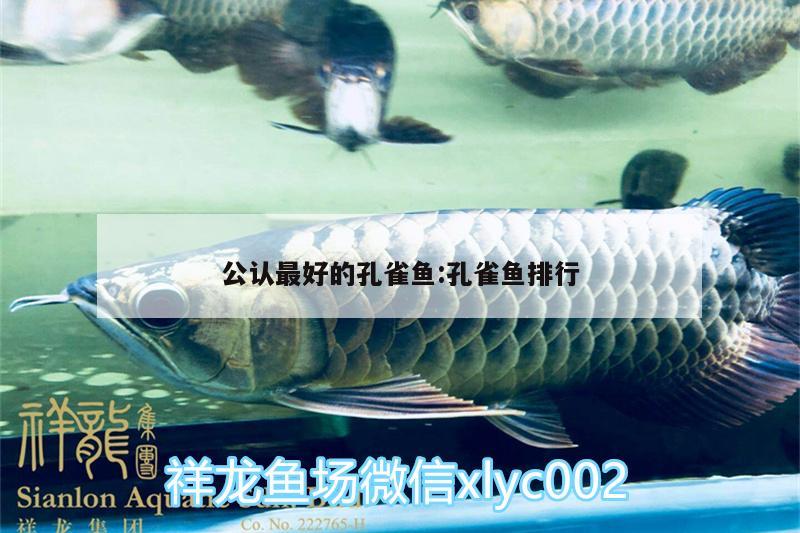 公認(rèn)最好的孔雀魚:孔雀魚排行