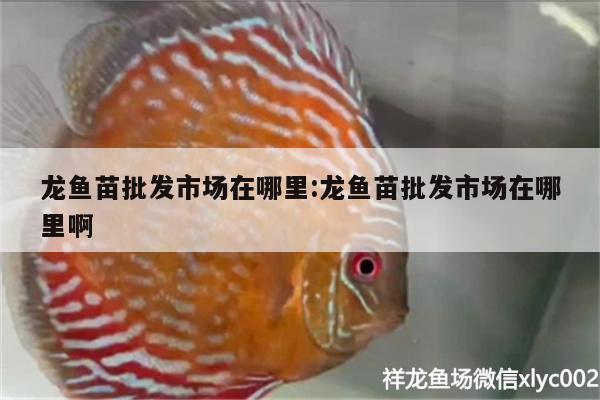 龍魚苗批發(fā)市場在哪里:龍魚苗批發(fā)市場在哪里啊 泰龐海鰱魚