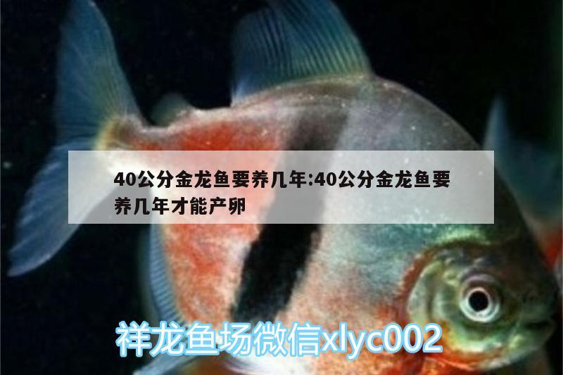 40公分金龍魚要養(yǎng)幾年:40公分金龍魚要養(yǎng)幾年才能產(chǎn)卵 養(yǎng)魚知識