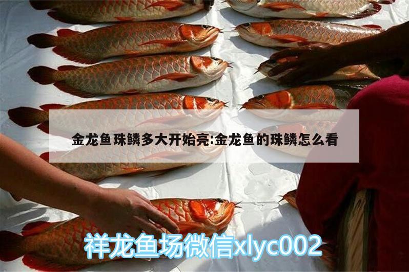 金龍魚珠鱗多大開始亮:金龍魚的珠鱗怎么看