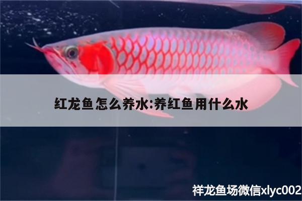 紅龍魚怎么養(yǎng)水:養(yǎng)紅魚用什么水