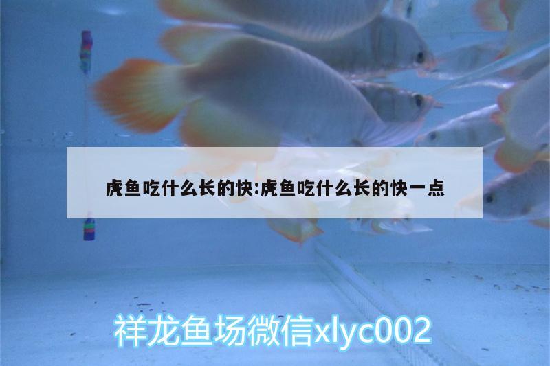 虎魚吃什么長的快:虎魚吃什么長的快一點 虎魚百科