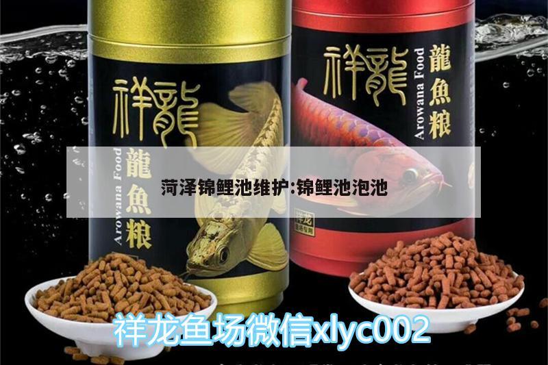 菏澤錦鯉池維護(hù):錦鯉池泡池 白子銀龍魚苗