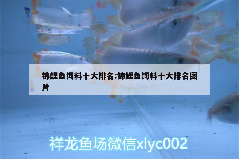 錦鯉魚飼料十大排名:錦鯉魚飼料十大排名圖片 狗仔（招財貓)魚苗