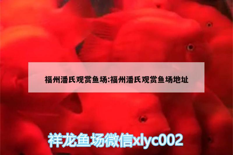 福州潘氏觀賞魚場(chǎng):福州潘氏觀賞魚場(chǎng)地址 粗線銀版魚苗