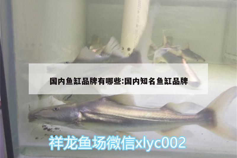 國內魚缸品牌有哪些:國內知名魚缸品牌 印尼小紅龍